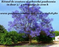 lemn de foc de paulownia 28503